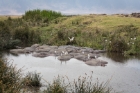 hippos, Ngorongoro Crater, Tanzania